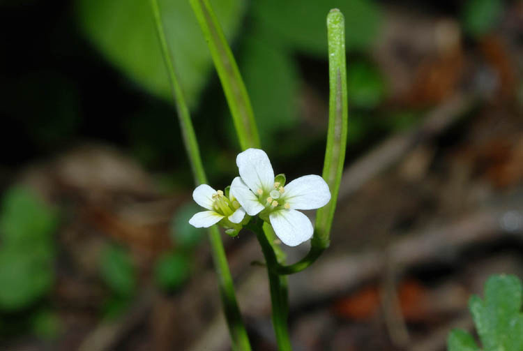 Crucifere dall'' Umbria - Cardamine graeca e C. hirsuta